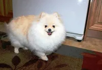 AKC Zoya-Cream Pom Girl-3.5lbs, a female Pomeranian for sale in Colville, WA – Photo 2 of 10