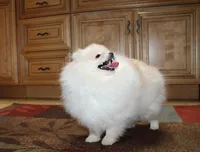 AKC Zoya-Cream Pom Girl-3.5lbs, a female Pomeranian for sale in Colville, WA – Photo 6 of 10