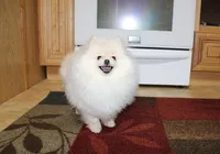 AKC Zoya-Cream Pom Girl-3.5lbs, a female Pomeranian for sale in Colville, WA – Photo 3 of 10