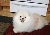 AKC Zoya-Cream Pom Girl-3.5lbs, a female Pomeranian for sale in Colville, WA – Photo 5 of 10