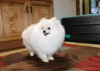 AKC Zoya-Cream Pom Girl-3.5lbs, a female Pomeranian for sale in Colville, WA – Photo 4 of 10