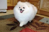 AKC Zoya-Cream Pom Girl-3.5lbs, a female Pomeranian for sale in Colville, WA – Photo 8 of 10