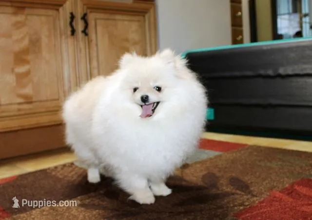 AKC Zoya-Cream Pom Girl-3.5lbs