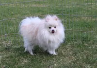 AKC Zoya-Cream Pom Girl-3.5lbs, a female Pomeranian for sale in Colville, WA – Photo 10 of 10