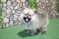 AKC Kent Sable male Pom - 6 lbs as adult, a male Pomeranian for sale in Evans, WA – 8 of 10