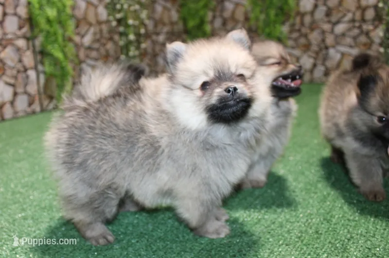 AKC Kent Sable male Pom - 6 lbs as adult – Pomeranian puppy for sale in Evans, WA