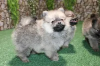 AKC Kent Sable male Pom - 6 lbs as adult, a male Pomeranian for sale in Evans, WA – 1 of 10