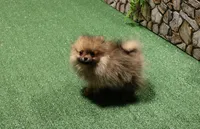 AKC Darina - Red Sable Female Pom - 4 lbs as adult, a female Pomeranian for sale in Colville, WA – 5 of 7