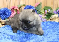 AKC Bermut Red Sable male Pomeranian - 6 pounds as adult, a male Pomeranian for sale in Evans, WA – 3 of 7