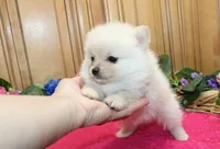 AKC Falina Cream female Pom - 4.5 lbs as adult, a female Pomeranian for sale in Evans, WA – 8 of 10