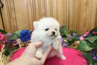 AKC Falina Cream female Pom - 4.5 lbs as adult, a female Pomeranian for sale in Evans, WA – 4 of 10