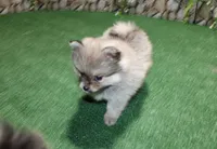 AKC Krosh Sable Pom 6 lbs as adult, a male Pomeranian for sale in Evans, WA – 9 of 9