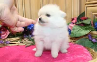 AKC Fibby White female Pom - 5 lbs as adult, a female Pomeranian for sale in Evans, WA – 8 of 10
