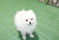 AKC Perl White male - 5.5 lbs as adult, a male Pomeranian for sale in Colville, WA – 2 of 6