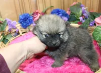 AKC Dunka - Red Sable Female Pom 5.5 lbs, a female Pomeranian for sale in Colville, WA – 5 of 8