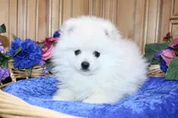 AKC Brat - White 7lbs as adult, a male Pomeranian for sale in Colville, WA – Photo 5 of 10