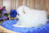AKC Brat - White 7lbs as adult, a male Pomeranian for sale in Colville, WA – Photo 6 of 10