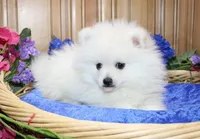 AKC Brat - White 7lbs as adult, a male Pomeranian for sale in Colville, WA – Photo 3 of 10