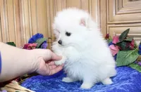 AKC Brat - White 7lbs as adult, a male Pomeranian for sale in Colville, WA – Photo 7 of 10