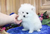 AKC Brat - White 7lbs as adult, a male Pomeranian for sale in Colville, WA – Photo 8 of 10