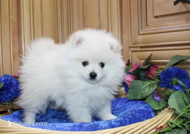 AKC Brat - White 7lbs as adult, a male Pomeranian for sale in Colville, WA – Photo 1 of 10