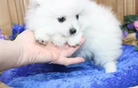 AKC Brat - White 7lbs as adult, a male Pomeranian for sale in Colville, WA – Photo 4 of 10