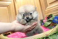 AKC Darina - Red Sable Female Pom, a female Pomeranian for sale in Colville, WA – 6 of 8