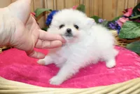 AKC Frolina White female Pomeranian - 5.5 lbs as adult, a female Pomeranian for sale in Evans, WA – 2 of 6