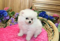 AKC Fasya White female Pomeranian - 4 lbs as adult, a female Pomeranian for sale in Evans, WA – 3 of 10