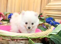 AKC Falina Cream female Pom - 4.5 lbs as adult, a female Pomeranian for sale in Evans, WA – 6 of 10
