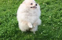 AKC Goliath Cream 8+lbs, a male Pomeranian for sale in Evans, WA – 4 of 9