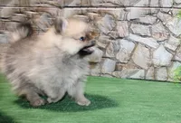 AKC Kent Sable male Pom - 6 lbs as adult, a male Pomeranian for sale in Evans, WA – 5 of 10