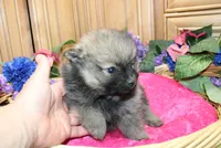 AKC Dunka - Red Sable Female Pom 5.5 lbs, a female Pomeranian for sale in Colville, WA – 6 of 8