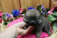 AKC Dunka - Red Sable Female Pom 5.5 lbs, a female Pomeranian for sale in Colville, WA – 4 of 8