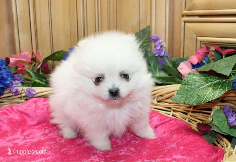 AKC Pom Mariana Girl - 4 lbs – Pomeranian puppy for sale in Colville, WA