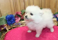 AKC Fibby White female Pom - 5 lbs as adult, a female Pomeranian for sale in Evans, WA – 1 of 10