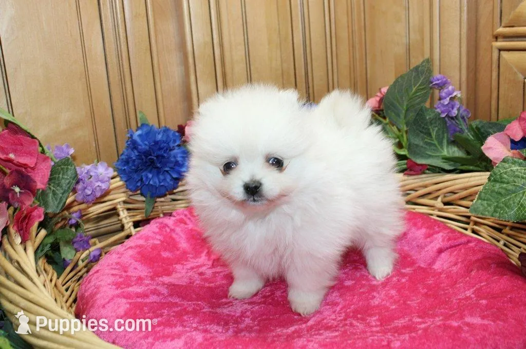 AKC Pom Mariana Girl - 4 lbs, a female Pomeranian for sale in Colville, WA – Photo 6 of 10