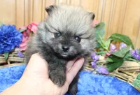 AKC Bran Red Sable male Pomeranian - 5.5 as adult, a male Pomeranian for sale in Evans, WA – 5 of 9