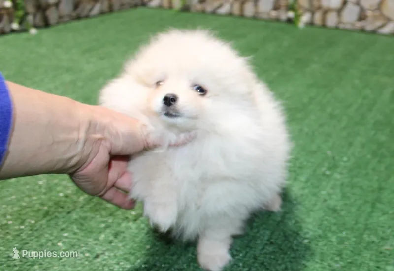 AKC Dasha White Girl - 5.5lbs, a female Pomeranian for sale in Colville, WA – Photo 1 of 8
