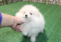 AKC Dasha White Girl - 5.5lbs, a female Pomeranian for sale in Colville, WA – Photo 1 of 8