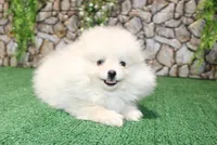 AKC Dasha White Girl - 5.5lbs, a female Pomeranian for sale in Colville, WA – Photo 3 of 8