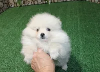 AKC Dasha White Girl - 5.5lbs, a female Pomeranian for sale in Colville, WA – Photo 5 of 8