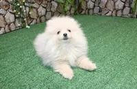 AKC Dasha White Girl - 5.5lbs, a female Pomeranian for sale in Colville, WA – Photo 2 of 8