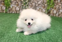 AKC Dasha White Girl - 5.5lbs, a female Pomeranian for sale in Colville, WA – Photo 4 of 8