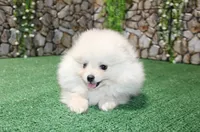 AKC Dasha White Girl - 5.5lbs, a female Pomeranian for sale in Colville, WA – Photo 6 of 8
