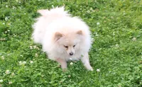 AKC Goliath Cream 8+lbs, a male Pomeranian for sale in Evans, WA – 7 of 9