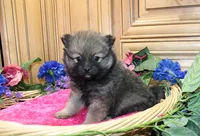 AKC Dina - Red Sable Female Pom 8+ lbs, a female Pomeranian for sale in Colville, WA – 6 of 8