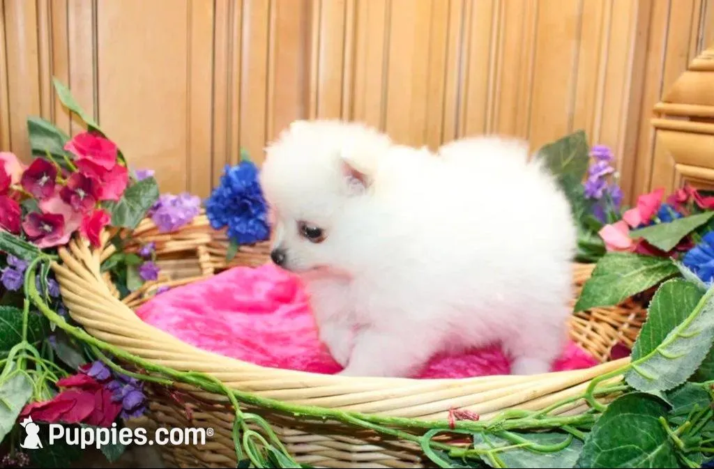 AKC Megalia White Girl - 7+ lbs, a female Pomeranian for sale in Colville, WA – Photo 6 of 10