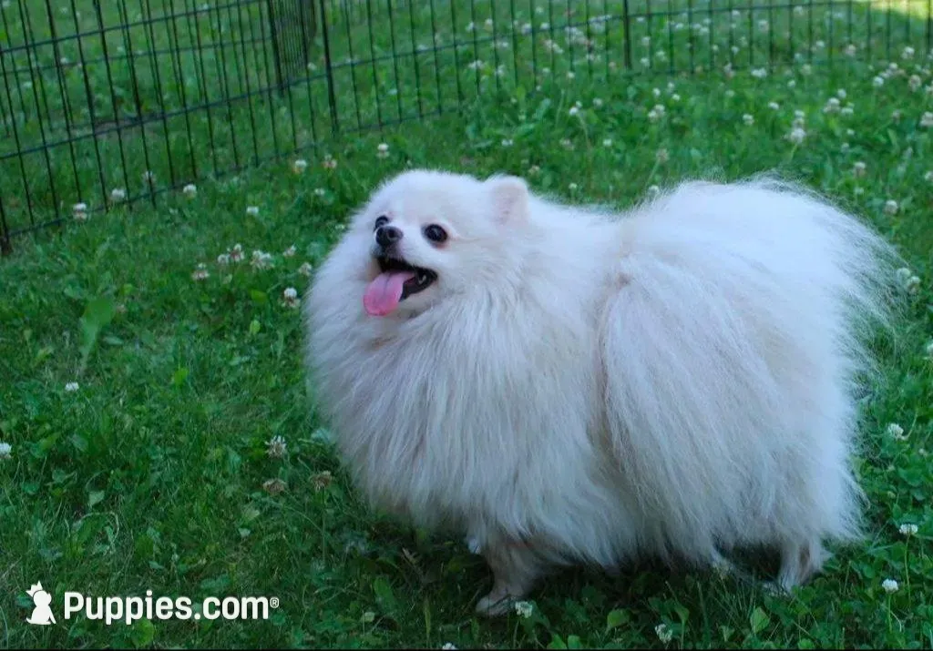 AKC Megalia White Girl - 7+ lbs, a female Pomeranian for sale in Colville, WA – Photo 10 of 10