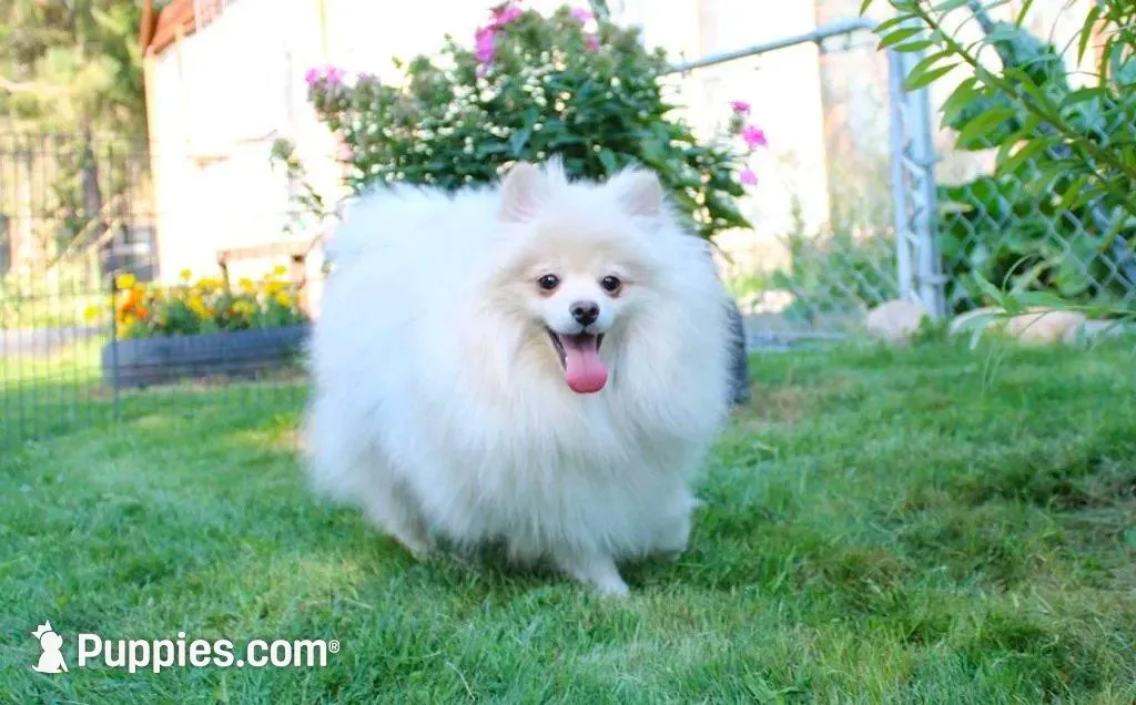 AKC Megalia White Girl - 7+ lbs, a female Pomeranian for sale in Colville, WA – Photo 9 of 10